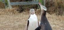 Anti-sosyal penguen hoiho ‘Yılın Kuşu’ yarışmasında ipi gögüsledi.