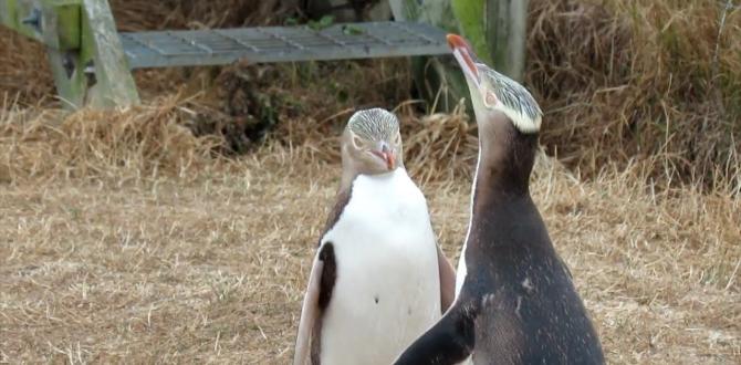 Anti-sosyal penguen hoiho ‘Yılın Kuşu’ yarışmasında ipi gögüsledi.