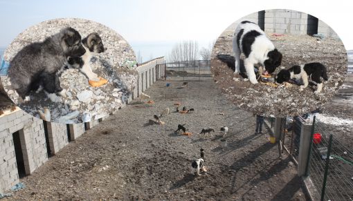 Ahlat Belediyesi Hayvan Barınakları İnşa Etti